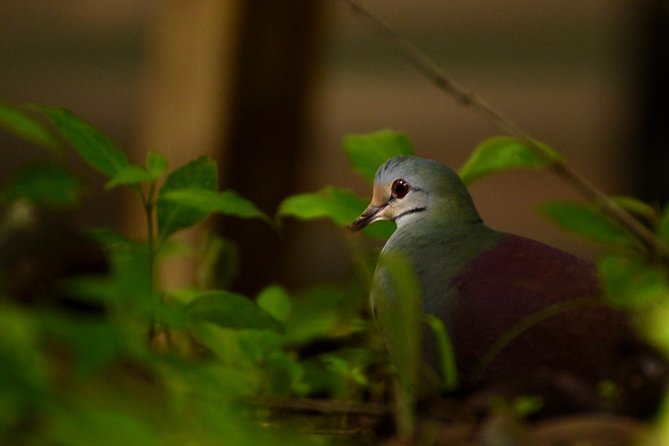 Monteverde Cloud Forest GUIDED Walk and Hummingbird Sanctuary - Booking and Cancellation Policy