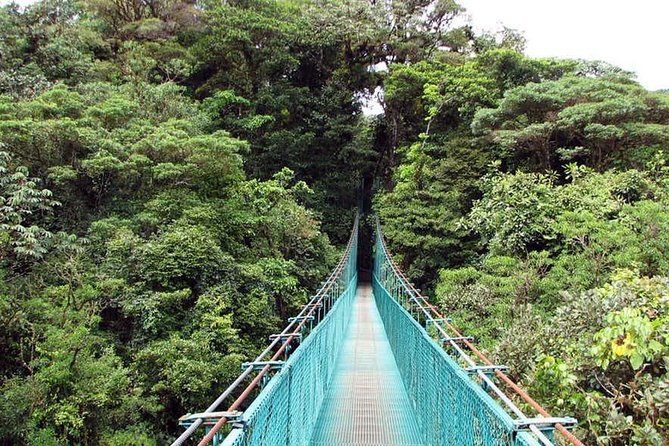 Monteverde Cloud Forest Hanging Bridges - Wildlife Sightings in the Cloud Forest