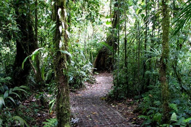 Monteverde Cloud Forest Hanging Bridges - Visitor Reviews and Feedback