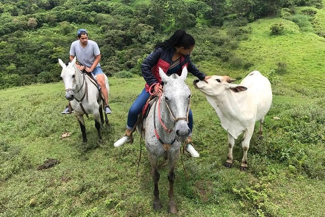 Monteverde Cloud Forest Horseback Riding - Guest Experiences