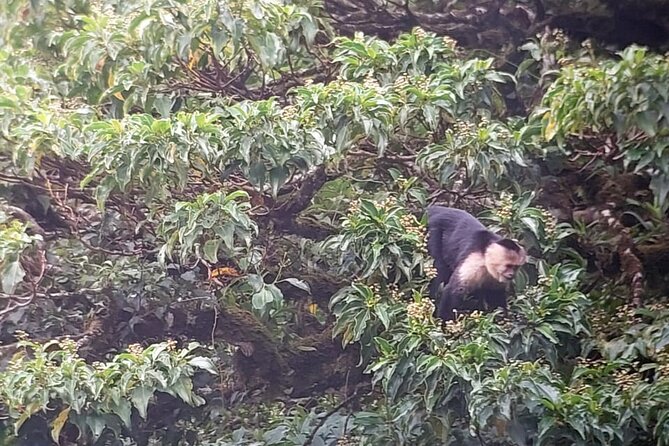 Monteverde Cloud Forest Nature Tour - Meeting and Transportation