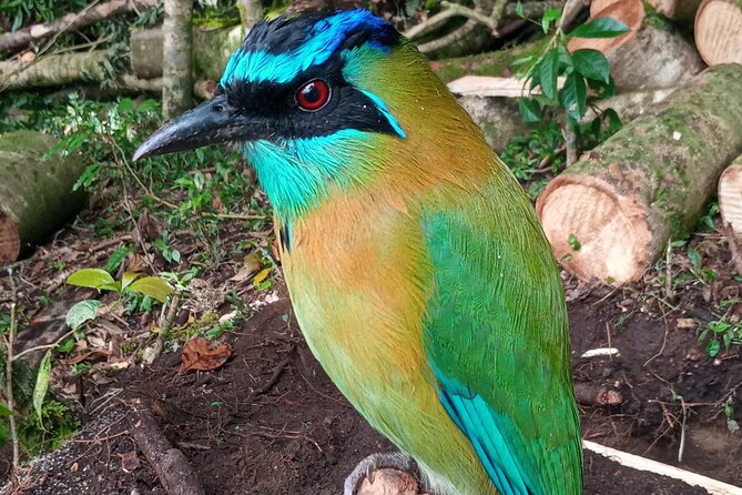 Monteverde Cloud Forest Nature Tour - Operator and Ratings