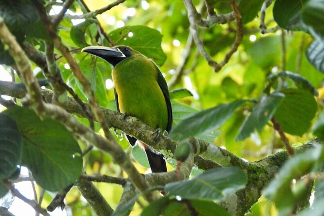 Monteverde Cloud Forest Reserve Morning Walk -Monteverde Wild- - Accessibility and Cancellation Policy