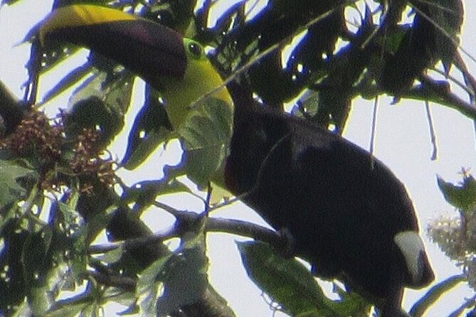 Monteverde Cloud Forest, Sloth, Hanging Bridges, Butterflies Tour - Inclusions