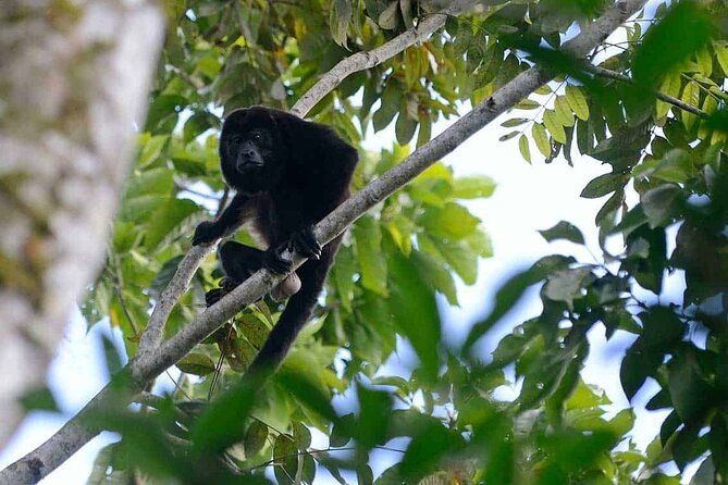 Monteverde Cloud Forest Tour - Meeting Point and Logistics
