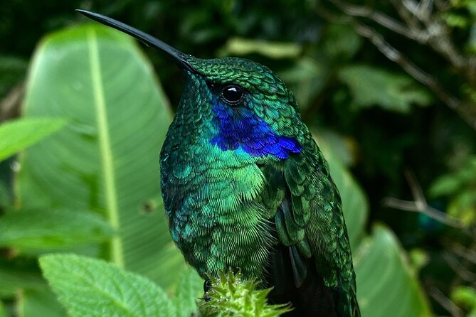 Monteverde Cloud Forest Tour - Packing and Preparation