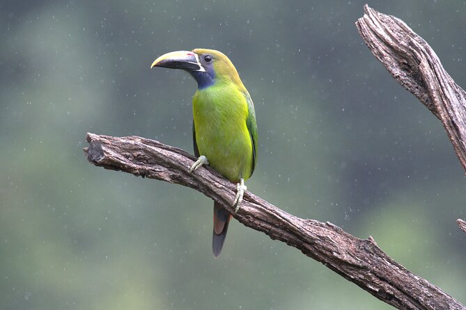 Monteverde Cloud Forest Tour - Inclusions and Exclusions