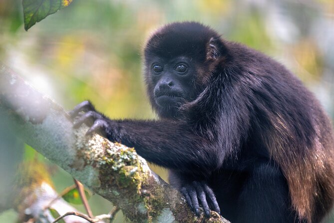 Monteverde Cloud Forest Tour - Tour Details