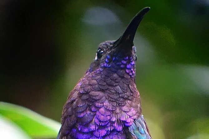 Monteverde Cloud Forest Tour - Key Points