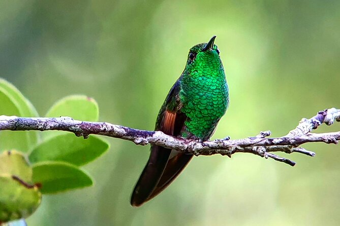 Monteverde Cloud Forest Tour - Tour Inclusions