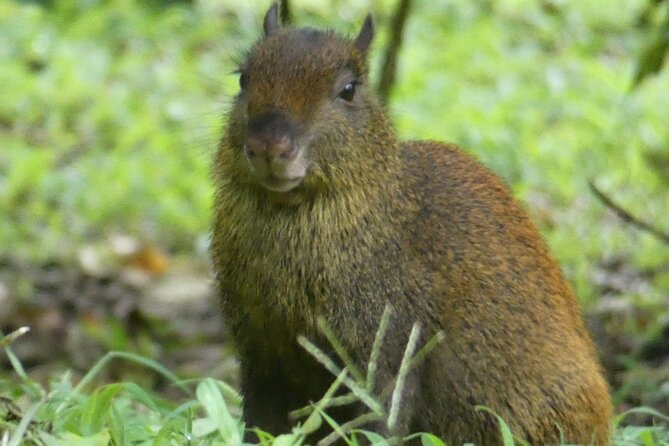 Monteverde Cloud Forest Tour - Meeting Point and Schedule