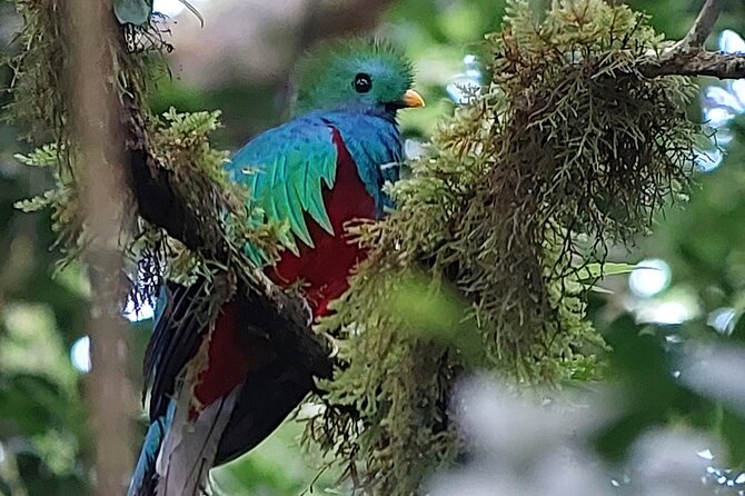 Monteverde Cloud Forest Tour - Cancellation Policy