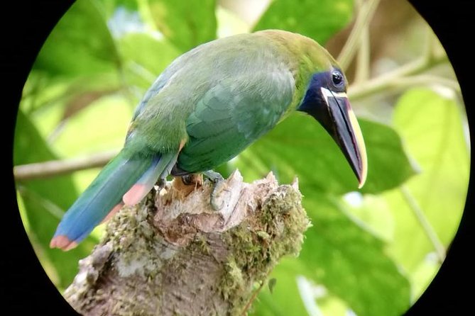 Monteverde Cloud Forest Tour With a Certified Tour Guide - Tour Duration and Ideal Travelers