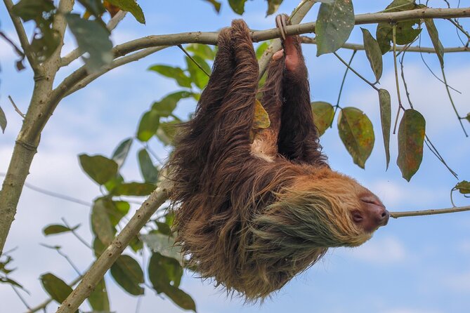 Monteverde Day Tour: Hanging Bridges + Extreme Zipline - Customer Feedback and Ratings