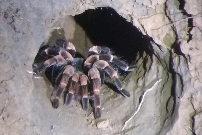 Monteverde Night Tour With a Certified Tour Guide (6 PM or 8 Pm) - Wildlife Experience