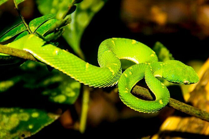 Monteverde Night Walk Tour: the night life of the forest - Key Points