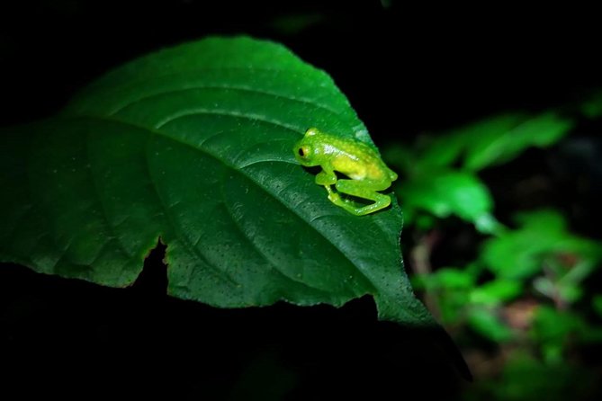 Monteverde Private Night Tour - Wildlife Viewing Experience