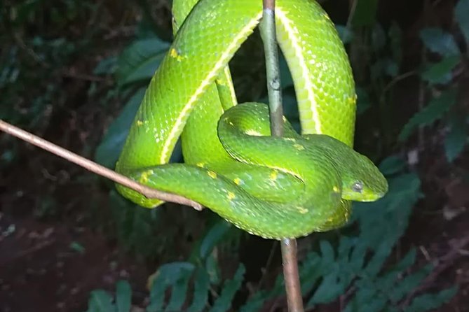 Monteverde Private Night Tour - Tour Logistics and Accessibility