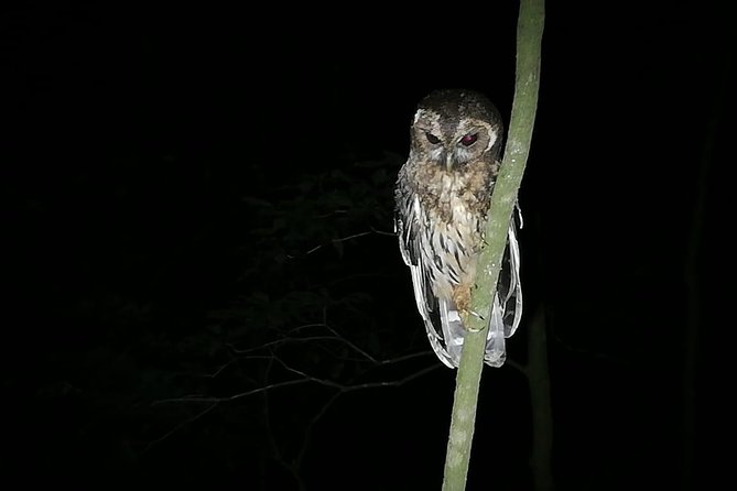 Monteverde Private Night Tour - Customer Feedback and Highlights