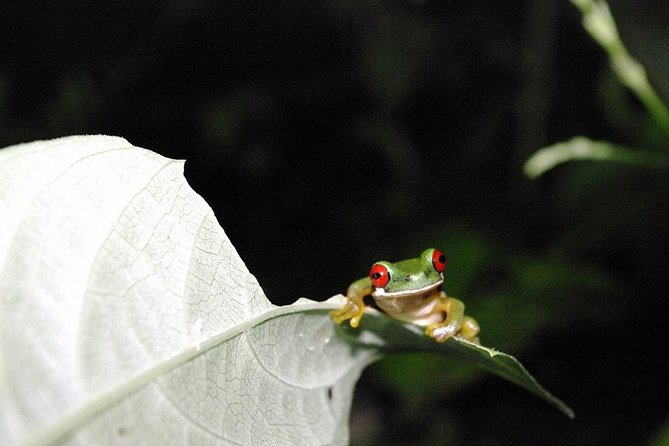 Monteverde Rain Forest Night Walk - Location and Accessibility