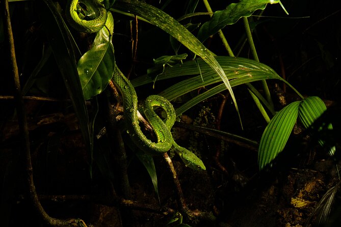 Monteverde Rain Forest Night Walk - Respect for the Environment