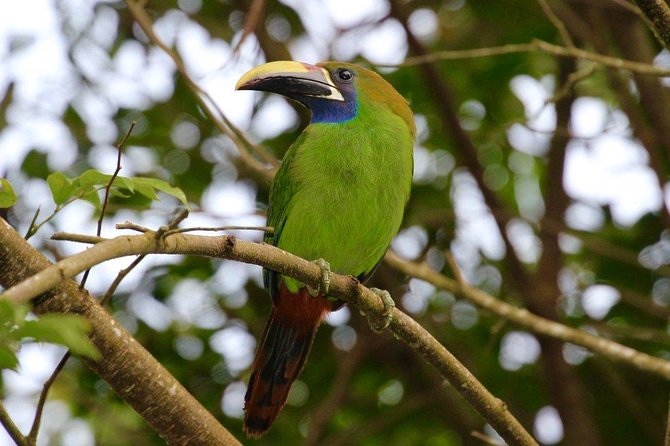 Monteverde Reserve Birding Tour With Esteban Daily Guided Tours - Inclusions and Meeting Information