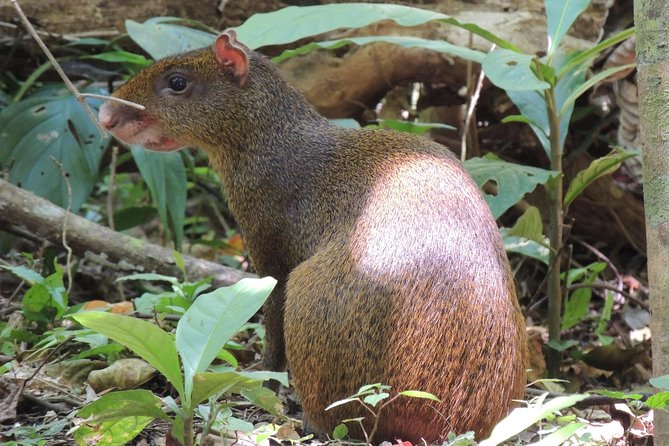 Monteverde Reserve Birding Tour With Esteban Daily Guided Tours - Notable Species Spotting