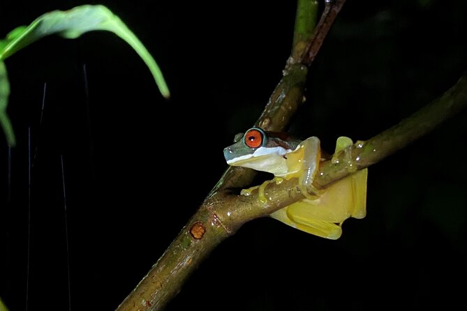 Monteverde Tropical Forest Night Tour - Diverse Wildlife Discoveries