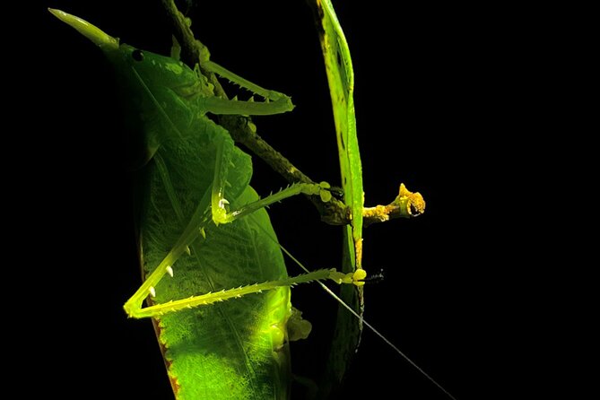 Monteverde Tropical Forest Night Tour - Meeting Point Information