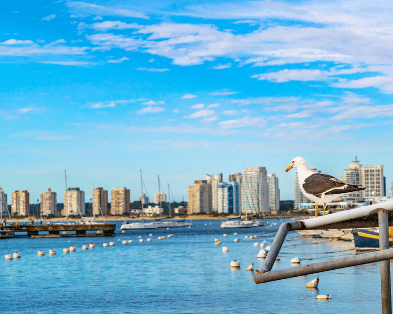 Montevideo: Punta Del Este Shore Excursion in Private - Inclusions and Exclusions