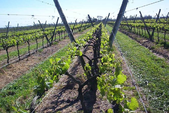 Montevideo Wine Tour With Tasting and Lunch - Inclusions and Booking