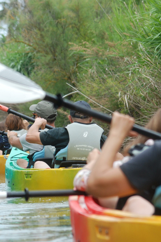 Montpellier: Birdwatching by Kayak in Camargue - Guided Tour Details