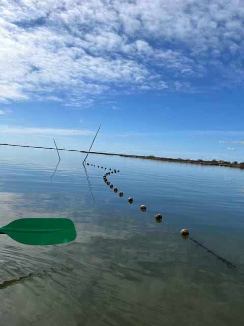 Montpellier: Birdwatching by Kayak in Camargue - Scenic Lagoon Exploration