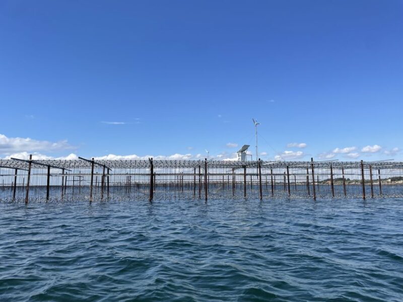 Montpellier: Day Boat Trip, Oysters and Wine - Oyster Farm Visit and Tasting