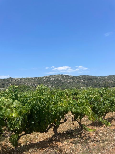 Montpellier: Half Day Wine and Caviar St Guilhem Le Desert - Wine Tasting