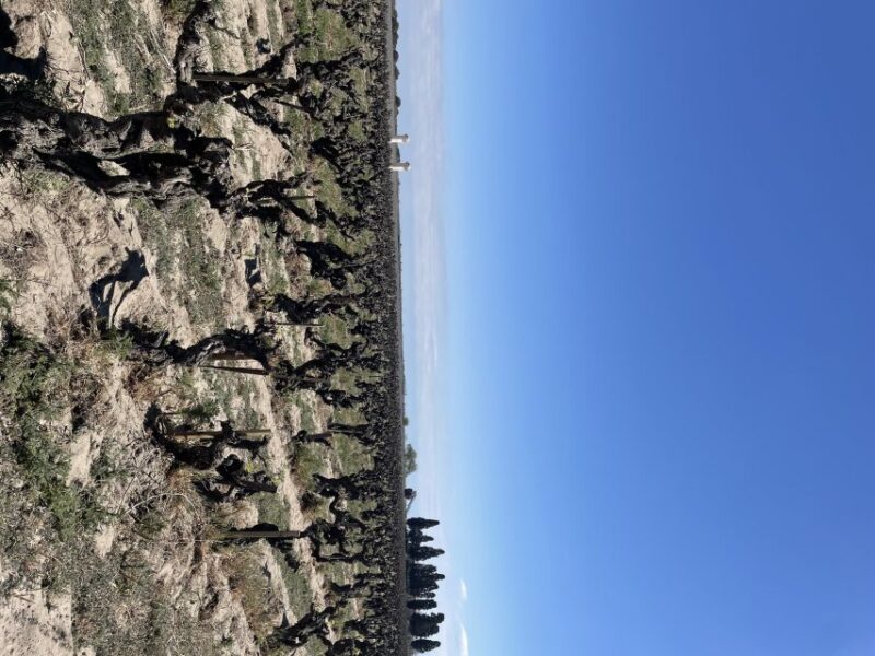 Montpellier: Half Day Wine Tour in Camargue - Private Group Availability