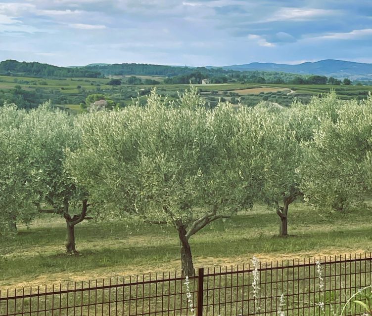 Montpellier : Visit Lavender Field and an Olive Oil Mill - Small Group Size and Departure Location