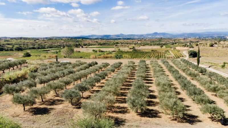 Montpellier : Visit Lavender Field and an Olive Oil Mill - Van Transfer to Moulin Du Mas Palat