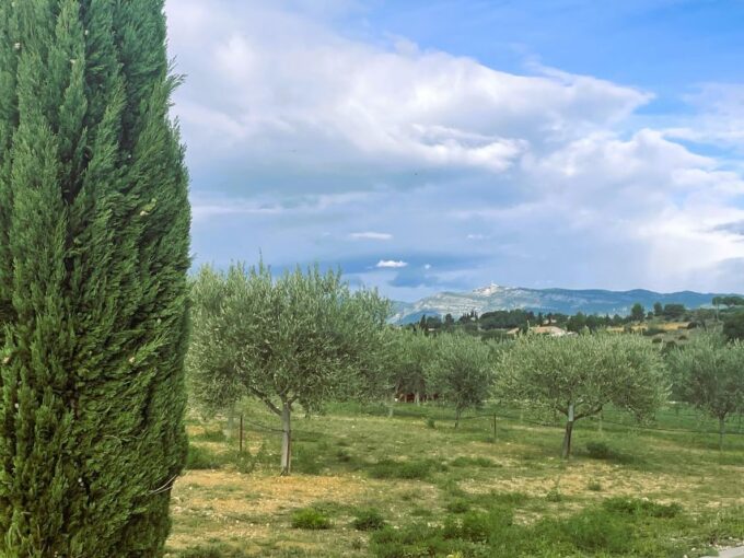 Montpellier : Visit Lavender Field and an Olive Oil Mill - Tasting of Local Olive Products
