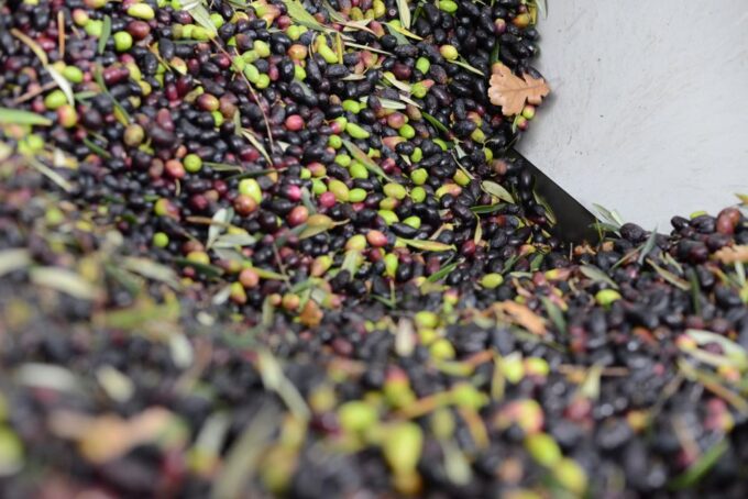 Montpellier : Visit Lavender Field and an Olive Oil Mill - Mobility Considerations and Inclusions/Exclusions