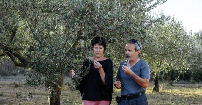 Montpellier : Visit Lavender Field and an Olive Oil Mill - Frequently Asked Questions