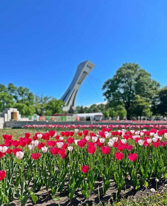 Montreal: 3-Hour Private Car Tour with Expert & Free Pickup - What Makes This Tour Stand Out