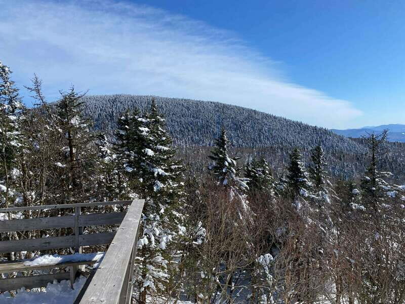 Montreal: Canadian Forest Guided Tour by Snowmobile - Authentic Experiences and Honest Feedback