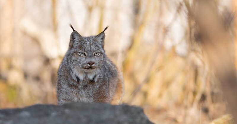 Montreal: Ecomuseum Zoo Entry Ticket - Wildlife and Habitat