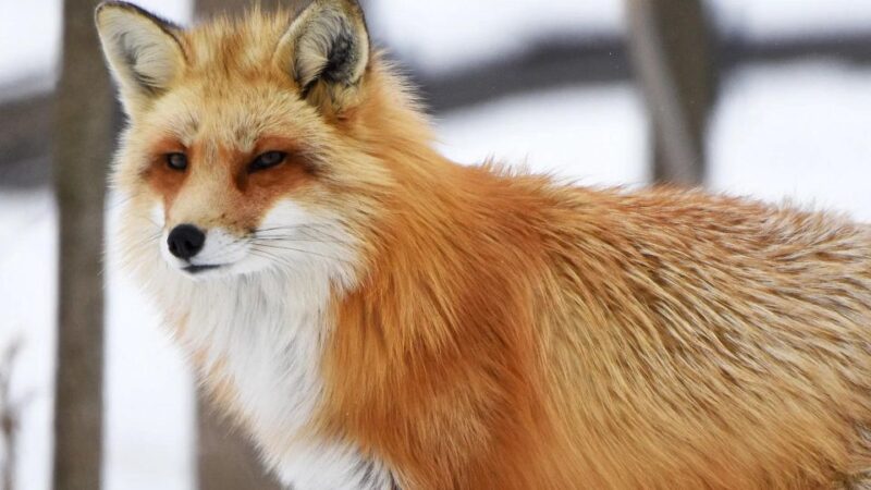 Montreal: Ecomuseum Zoo Entry Ticket - Visitor Guidelines
