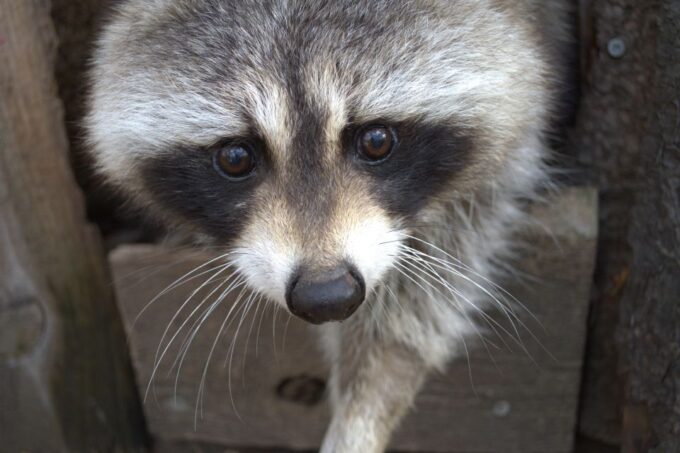 Montreal: Ecomuseum Zoo Entry Ticket - Frequently Asked Questions