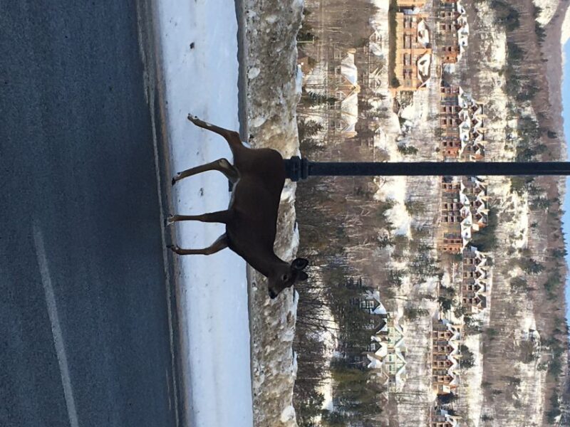 Montreal: Private Day Tour to Mont Tremblant - Customer Feedback