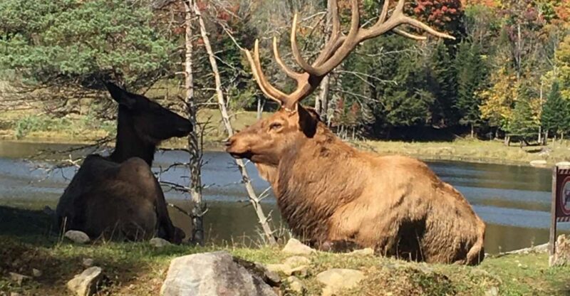 Montreal: Private Day Tour to Parc Omega & Montebello Lodge - Tour Highlights and Experience