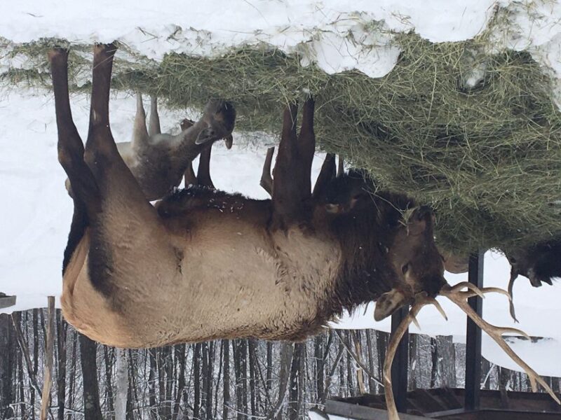 Montreal: Private Day Tour to Parc Omega & Montebello Lodge - Tour Guide and Customer Experience