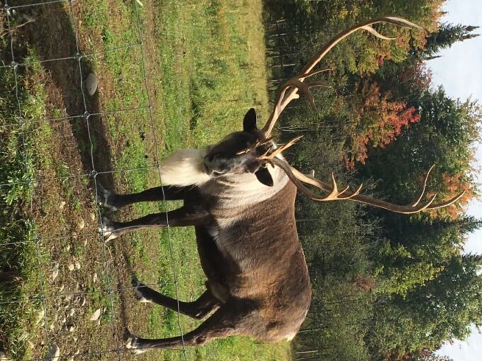Montreal: Private Day Tour to Parc Omega & Montebello Lodge - Wildlife Encounters at Parc Omega